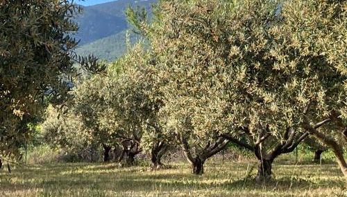 Maison de la Porte des Loups dans le Ventoux - Photo 4, Garden