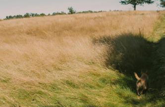 Przystawy Agroturystyka - Foto 21