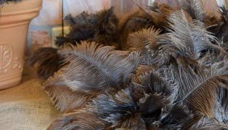 Ferienwohnungen Straußenfarm Burkhardt - Foto 3