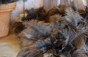 Ferienwohnungen Straußenfarm Burkhardt - Foto 3