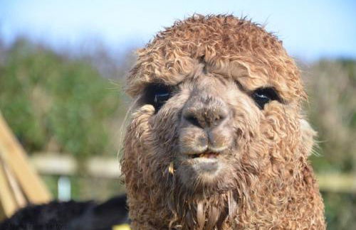 The Garret - Foto 18