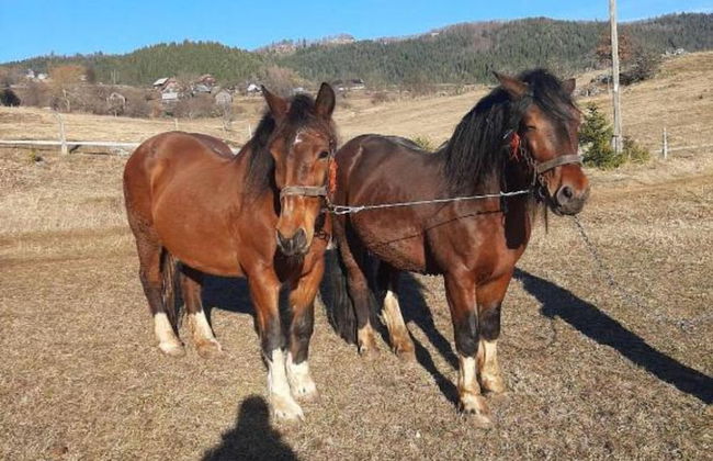 Cottage Zlodo - Foto 15