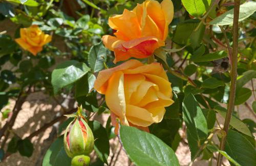 Gîte du Mercadal Les Pujols - Foto 58