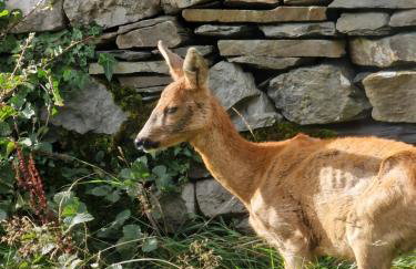 Newland Valley Log Cabins - Foto 6