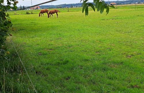 Ferienwohnungen Allgäublick direkt am Radweg - Foto 25