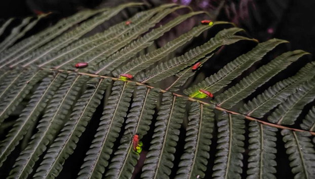 Merveilles naturelles de Bali : forêt des singes d'Ubud et nuit des lucioles - Tour d'une journée - Photo 4