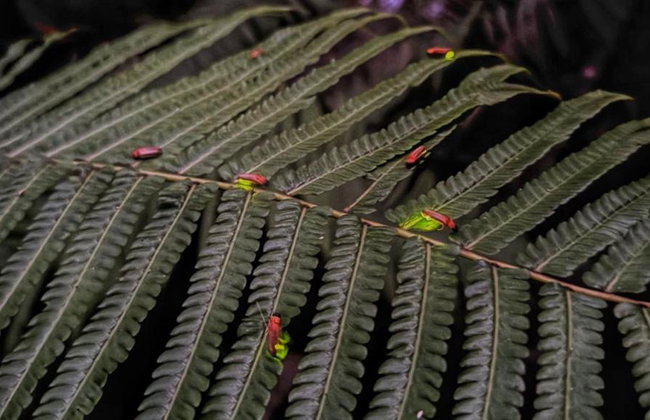 Bali Nature Wonders: Ubud Monkey Forest and Firefly Night - Full-Day Tour - Photo 4