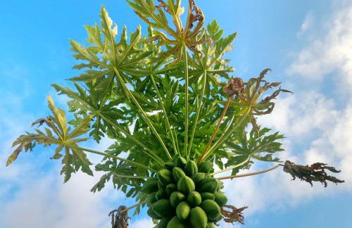 Jardín del mar - Photo 15