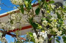 Silvi Mari Apartments - Foto 50