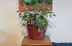 Agroturystyka Jak Makiem Zasiał Dworki 10 - Foto 66