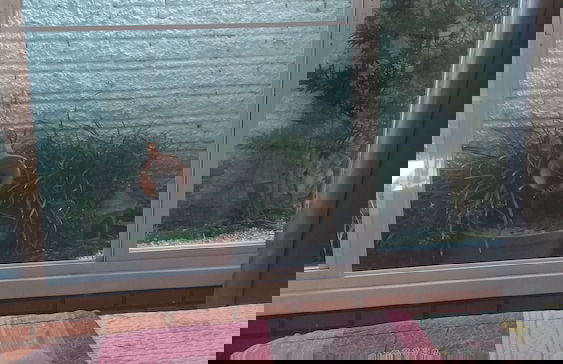 Bangalô Espaço Natureza - Foto 7