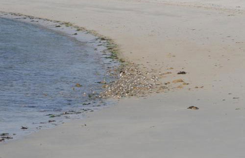 Roulotte Gîtes O bien-être massage Spa Séjour bien-être en hébergement insolite roulotte Karantez ou en gîtes Melon ou Yock à 800 m des plages - Foto 46