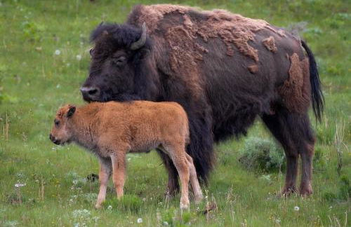 Top Property, Fishermen, Pool Passes, One Minute To The Hot Springs, Location Perfect & Amenity Rich, Pup Friendly, Discover An Exceptional Wyoming Stay, Thermopolis River Walk Home at Hot Springs State Park, 'Where Families and Fisherman Stay' - Foto 58