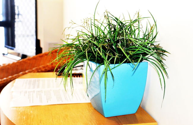 Spring Hill Mews Apartments - Photo 5