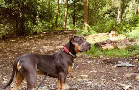 Luxury Pet Friendly 3 Bedroom Home with Copper Bath - Photo 38