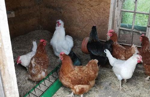 Urlaub auf dem Bauernhof - Foto 26