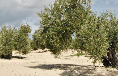 MORF - soulful suites - Foto 77