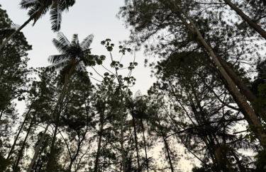 Cabana Eucalipto - Photo 13