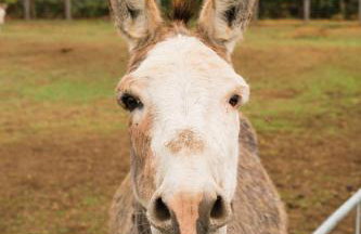 Family Cotswolds Cottage Farm Stay - The Smythy - Foto 33