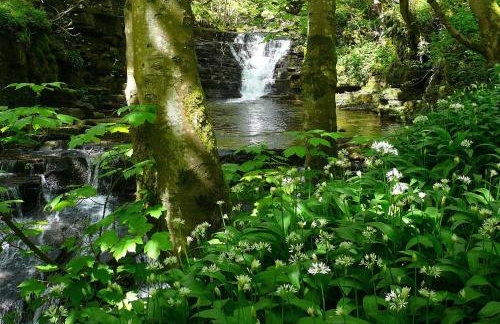 Black Dog House - Foto 37