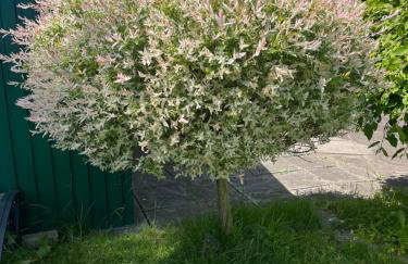 Eiderperle - Foto 27