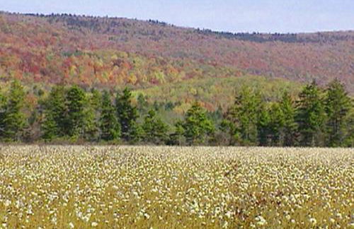 Secluded Cabin Rental with Hot Tub on Cranberry Mountain in West Virginia - Foto 36