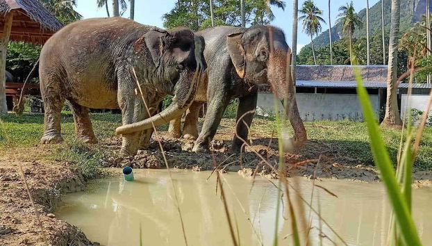Elephants preparing to wash themsleves