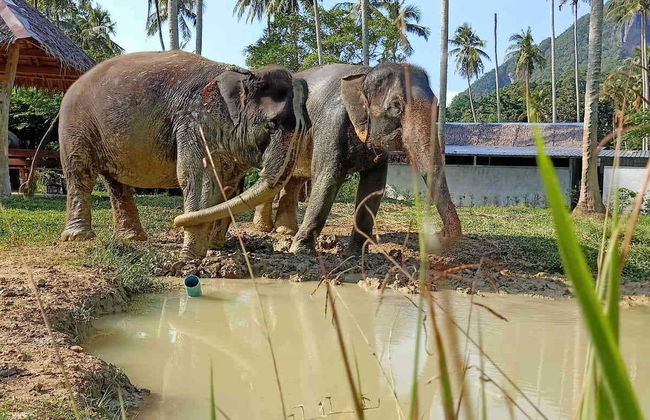 Escursione al santuario degli elefanti di Ao Nang - Foto 2