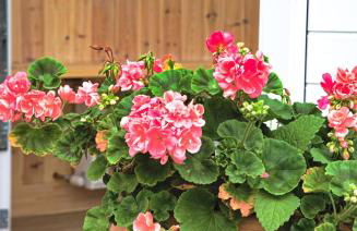 Beachcombers - Foto 35