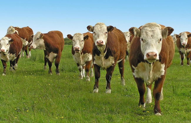 Holiday Apartment in the Countryside, Biskupice - Foto 13