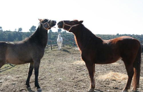 La Posada del Hidalgo de Alarcón - Foto 80