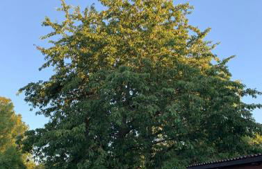 Ferienwohnung am Waldrand mit großem Garten - Foto 12