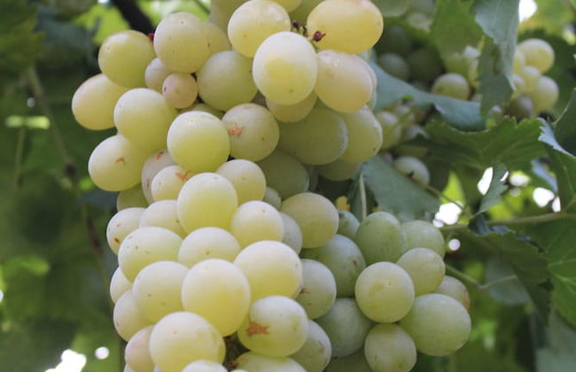 Galeria In The Garden - Photo 48