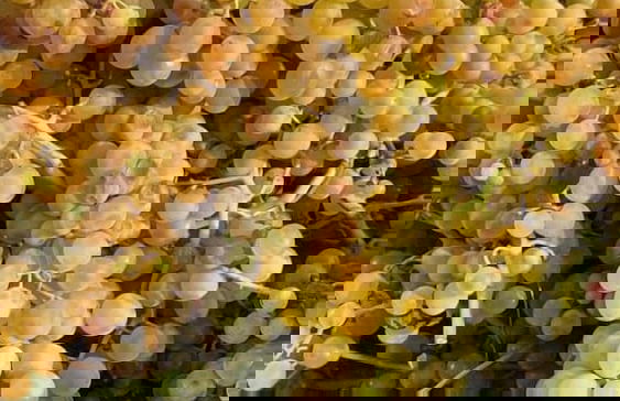 Agriturismo Modi - Foto 26