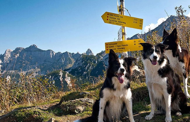 Small Pet-friendly Holiday Park With Nassfeld Card in High Season - Foto 31