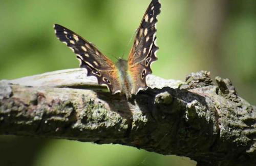 Sunset View one bedroom luxury cottage in an idyllic setting - Foto 57