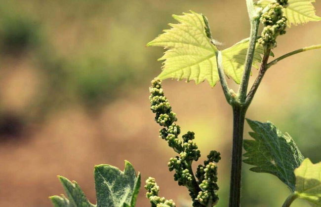 Visita a la bodega Balcona - Foto 5