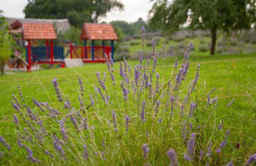 Lavanda farm apartmani - Foto 85