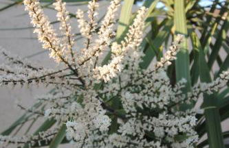 Le Jardin du Somail - Foto 12