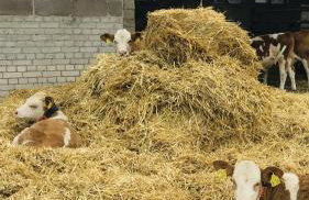 Weidelandfarm am Riebener See - Photo 22