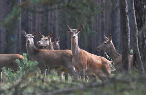 Tiny House am Waldrand - Foto 38
