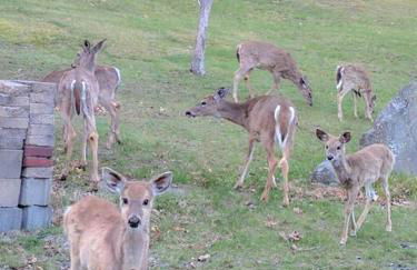 Lakeview Retreat - Foto 32