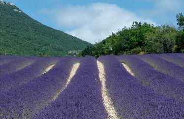 Le Mas des oliviers - Foto 17