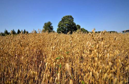 Carraig Dale Cottage - Foto 20