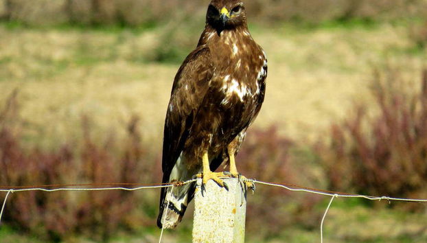 Doñana Day Trip - Foto 5