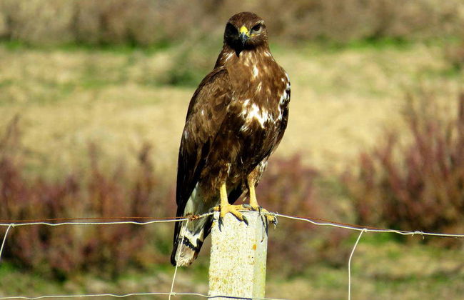 Doñana Day Trip - Foto 5