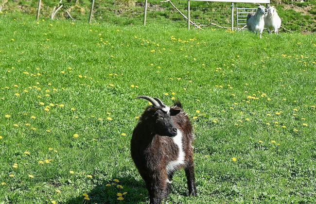 6 Person Holiday Home in Onarheim - Foto 20