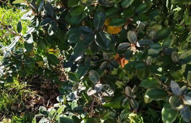 T2 fonctionnel 5 pers, jardin, parking, accès A12 - Foto 13