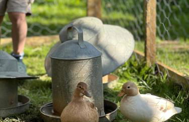 The Old Piggery, countryside barn with hot tub - Foto 44