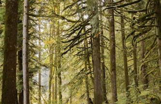 Highland Farms - Your Private Forest Farm - Foto 29